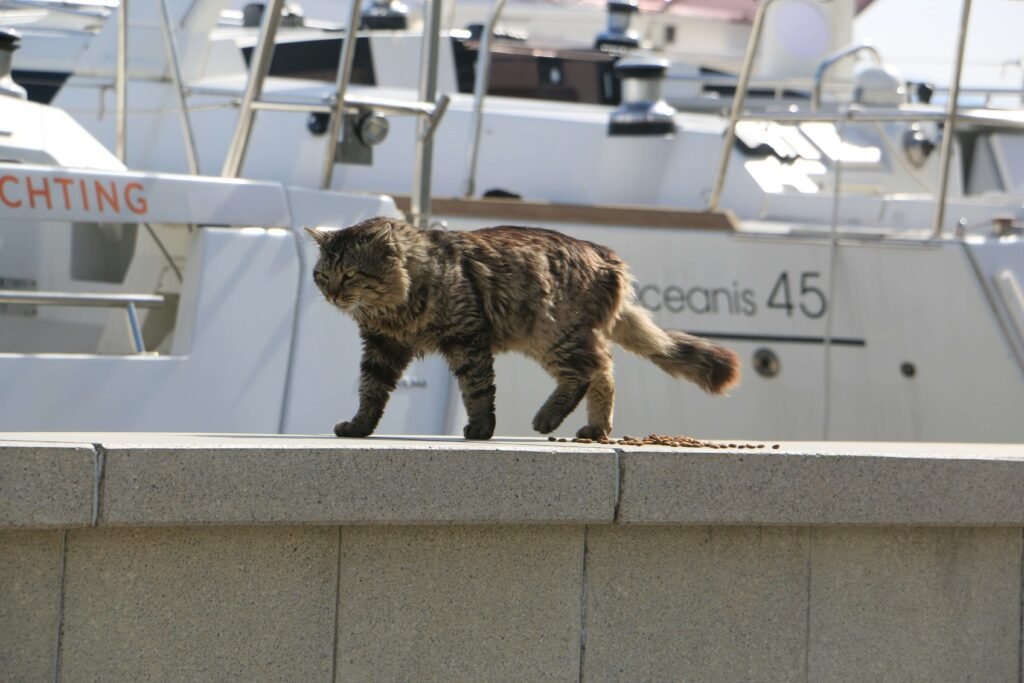 What Does Cat Spray Look Like on Walls? Best 7 Tips!