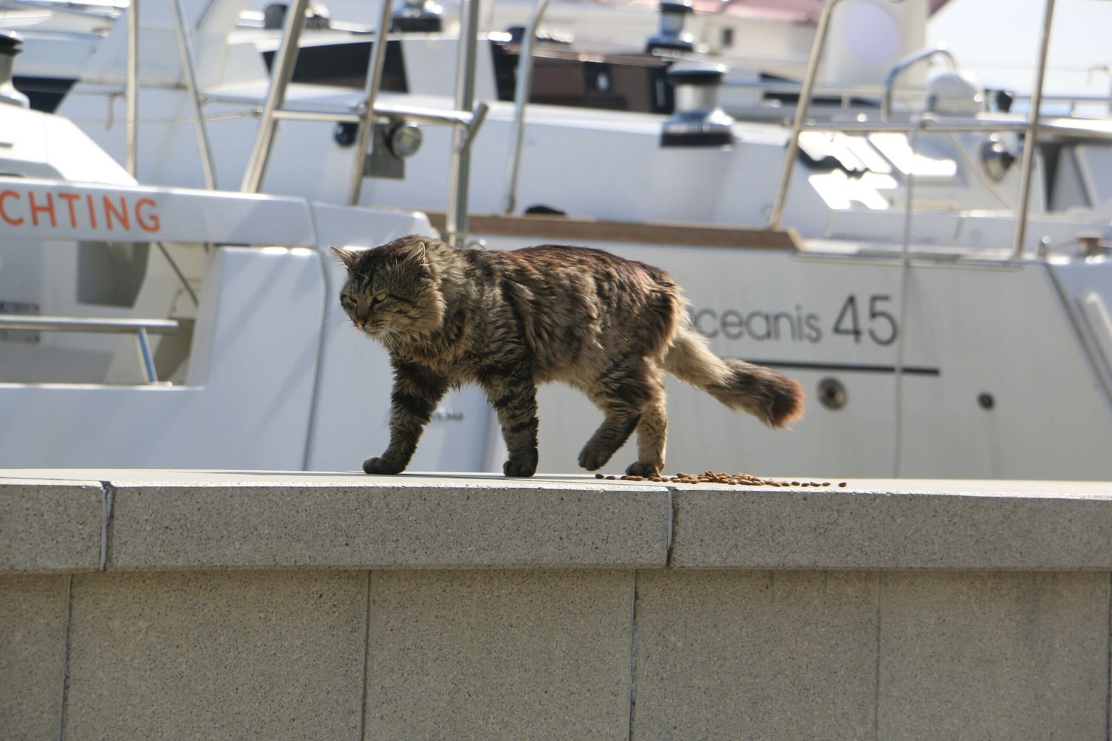 What Does Cat Spray Look Like on Walls? Best 7 Tips!