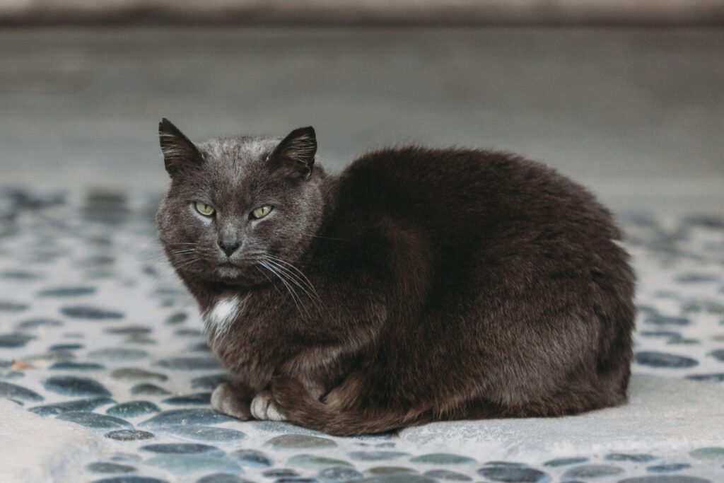 Understanding Cat Spider Bites: Best 7 Expert Tips!