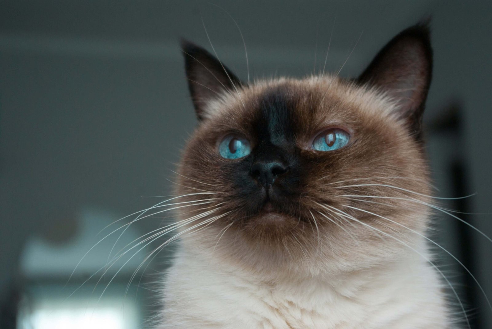 Why Is My Cats Stomach Bloated and Hard? Best 7 Tips!