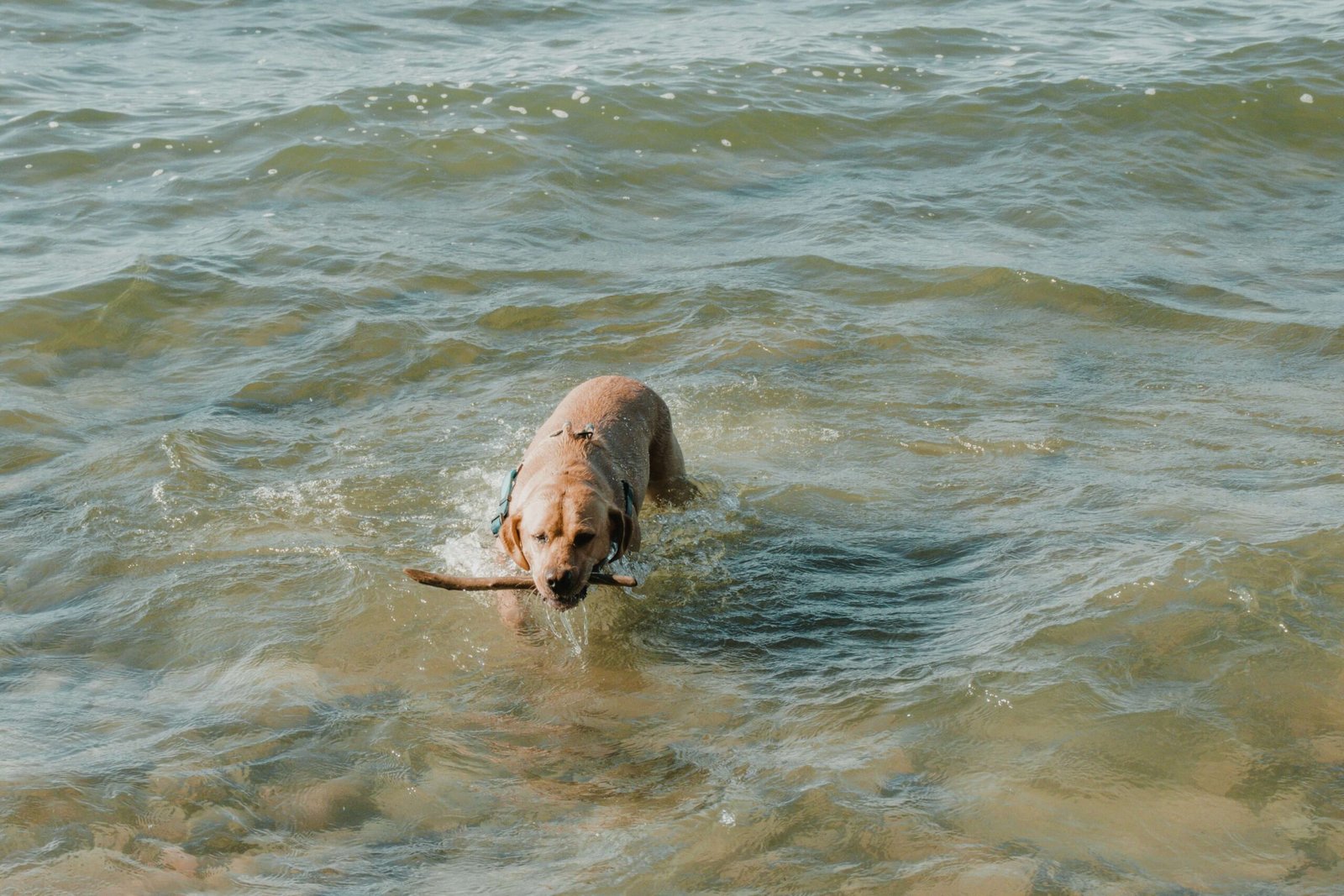 Can Dogs Eat Salmon? Best 7 Health Tips!