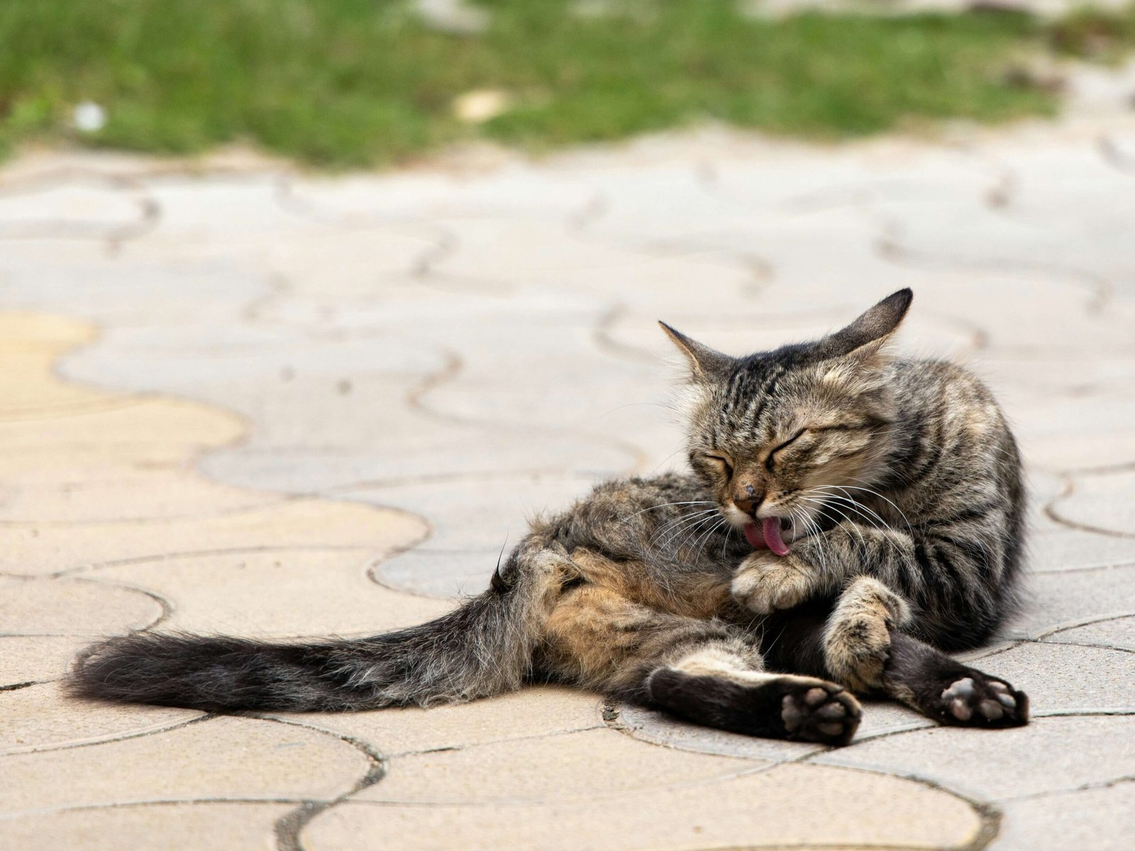 When Is a Cat No Longer a Kitten? Best 7 Expert Tips!