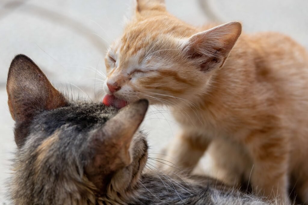 Why Do Cats Lick Each Other? Best 7 Expert Tips!