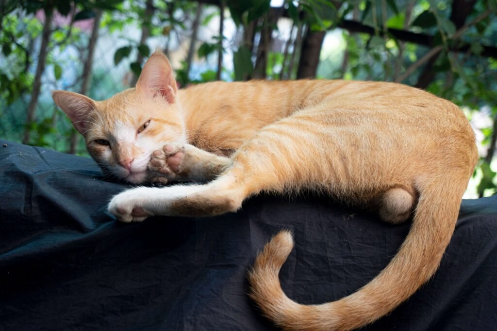 Cat Losing Hair at Base of Tail: Best 7 Expert Tips!