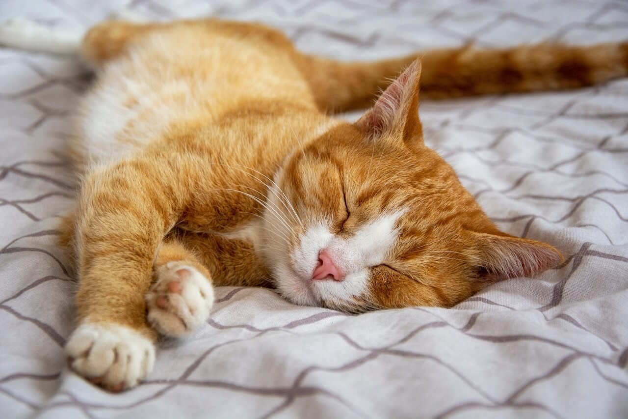 When Can Kittens Eat Dry Food? Best 7 Expert Tips!