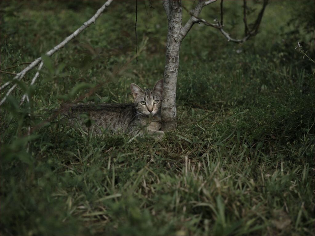 Understanding Your Cats Heart Rate: Best 7 Expert Tips!