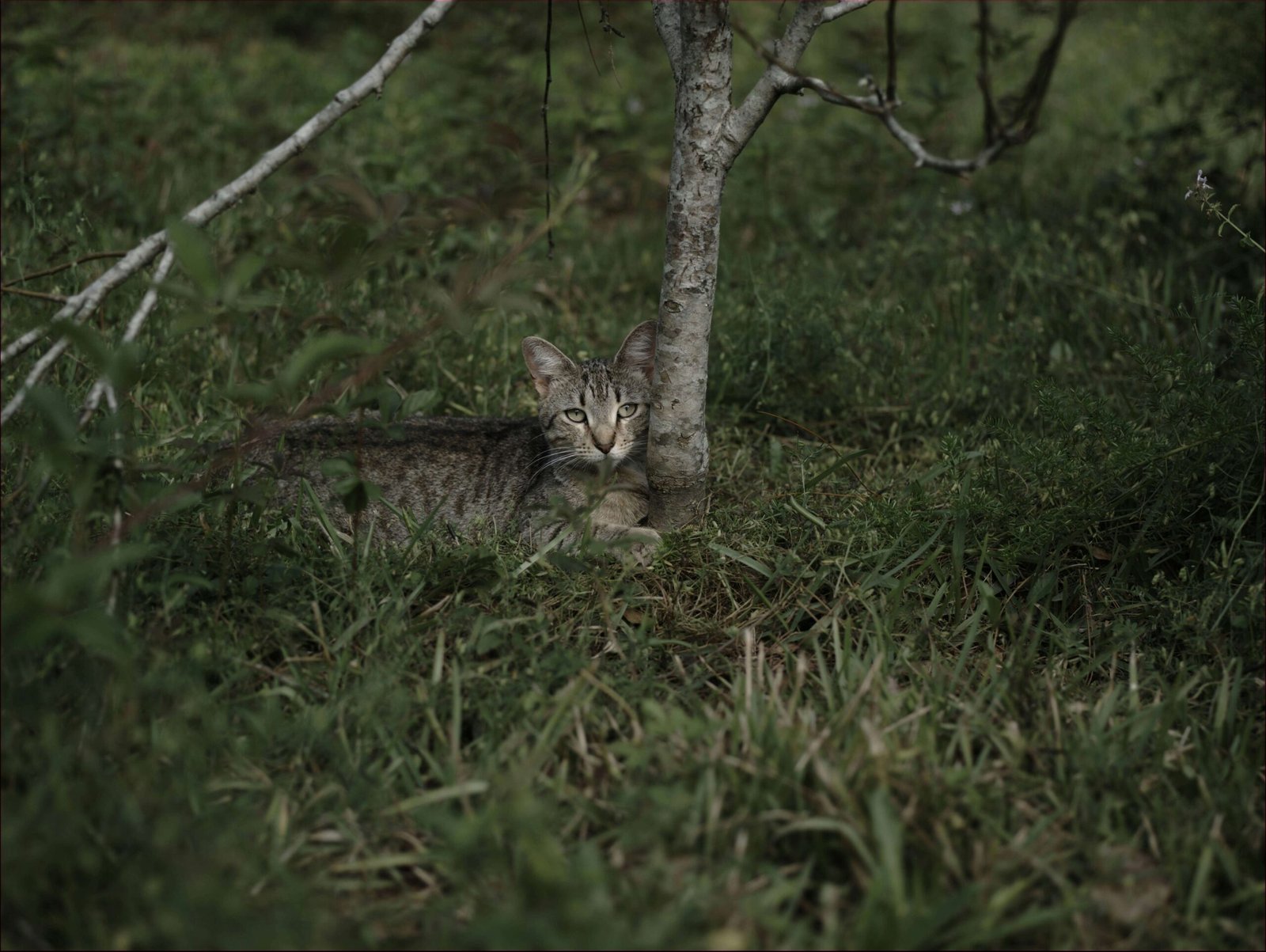 Understanding Your Cats Heart Rate: Best 7 Expert Tips!