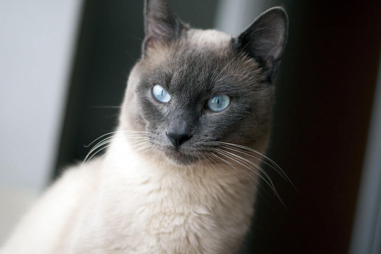 Why Is My Cat Losing Hair? Best 7 Health Tips!