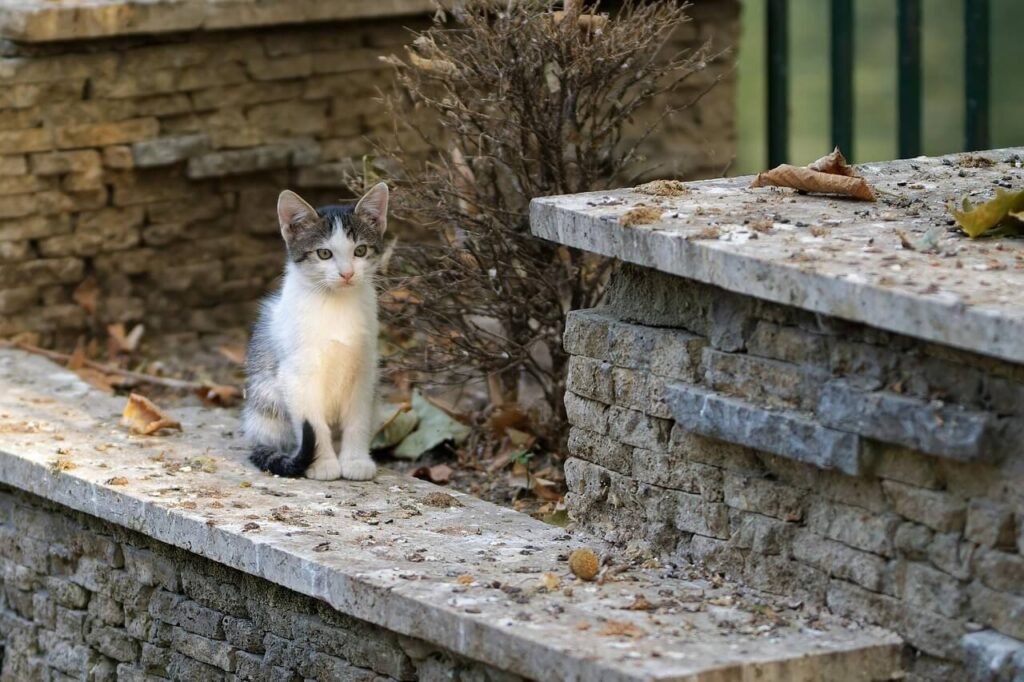 Pale Cat Poop: Best 7 Health Tips!