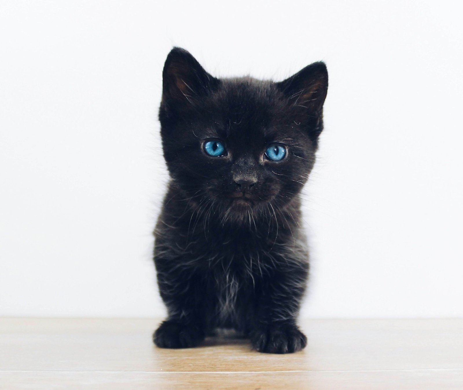 Cat Depression After a New Kitten: Best 7 Expert Tips!