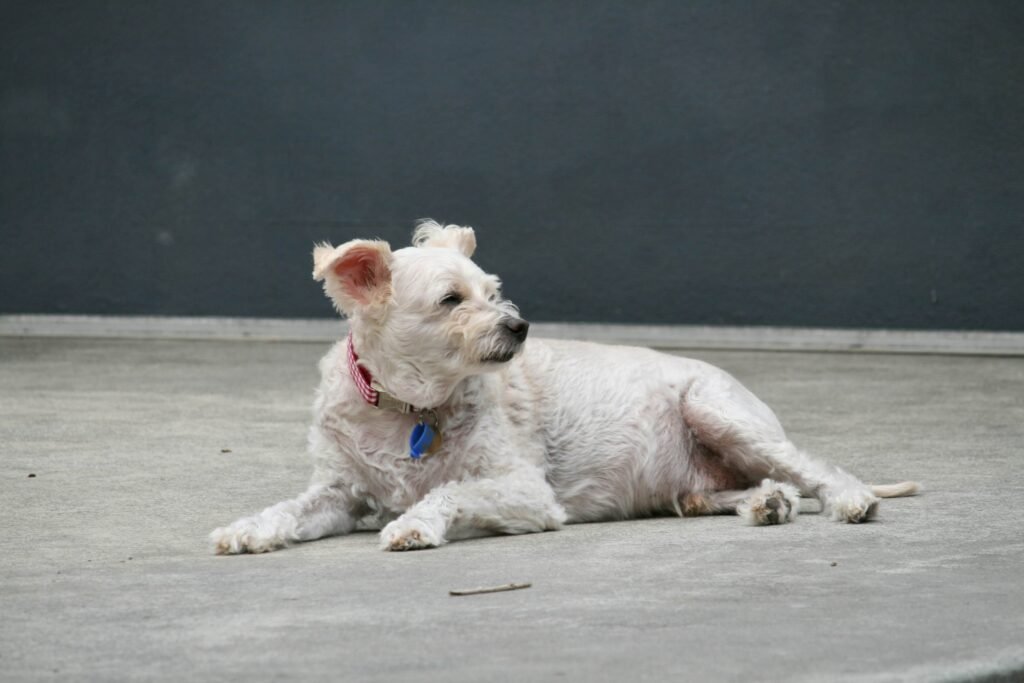 How to Train an Older Dog: Best 7 Expert Tips!