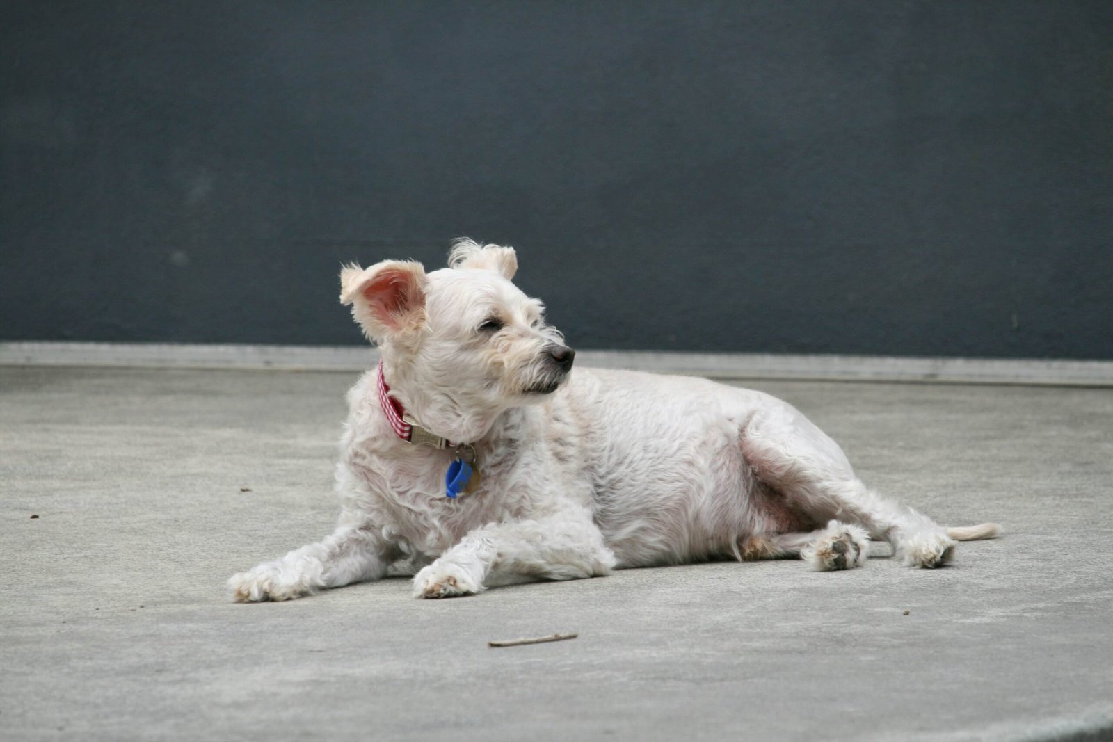 How to Train an Older Dog: Best 7 Expert Tips!