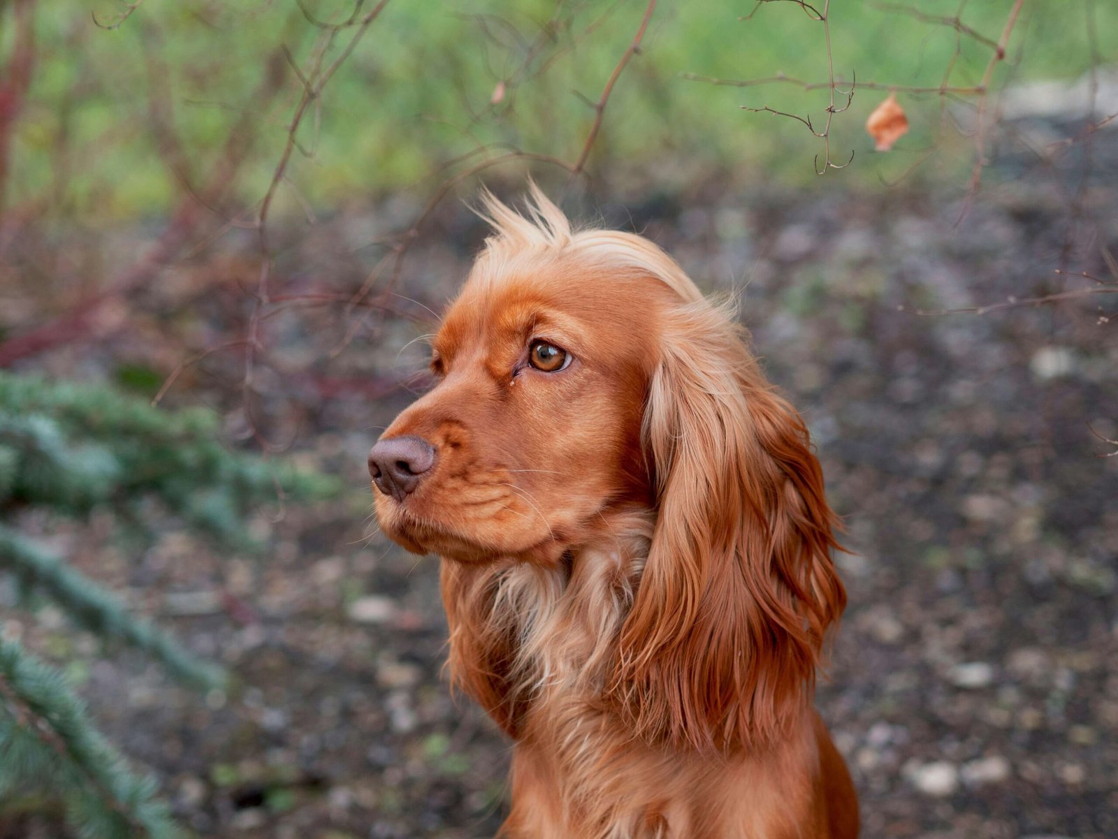 Dog Throwing Up Red Foam: Best 7 Health Tips!