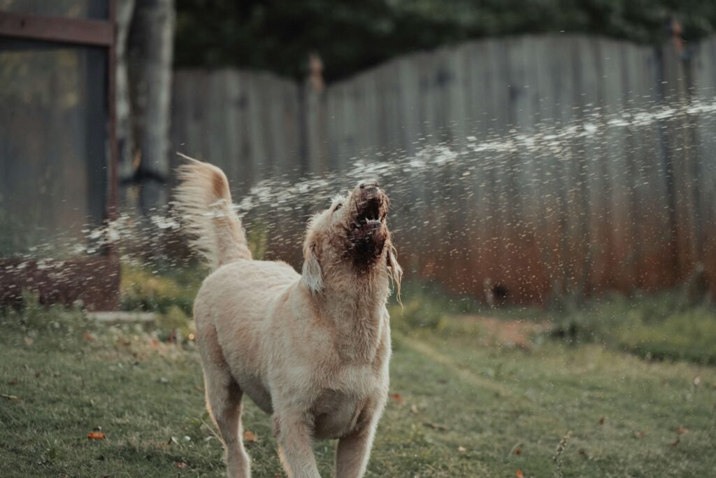 The Surprising World of Dogs Singing: Best 7 Expert Tips!