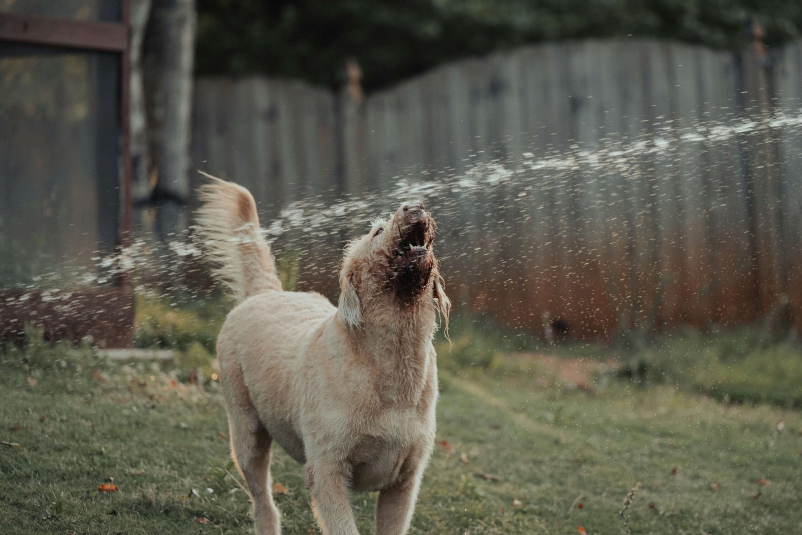 The Surprising World of Dogs Singing: Best 7 Expert Tips!