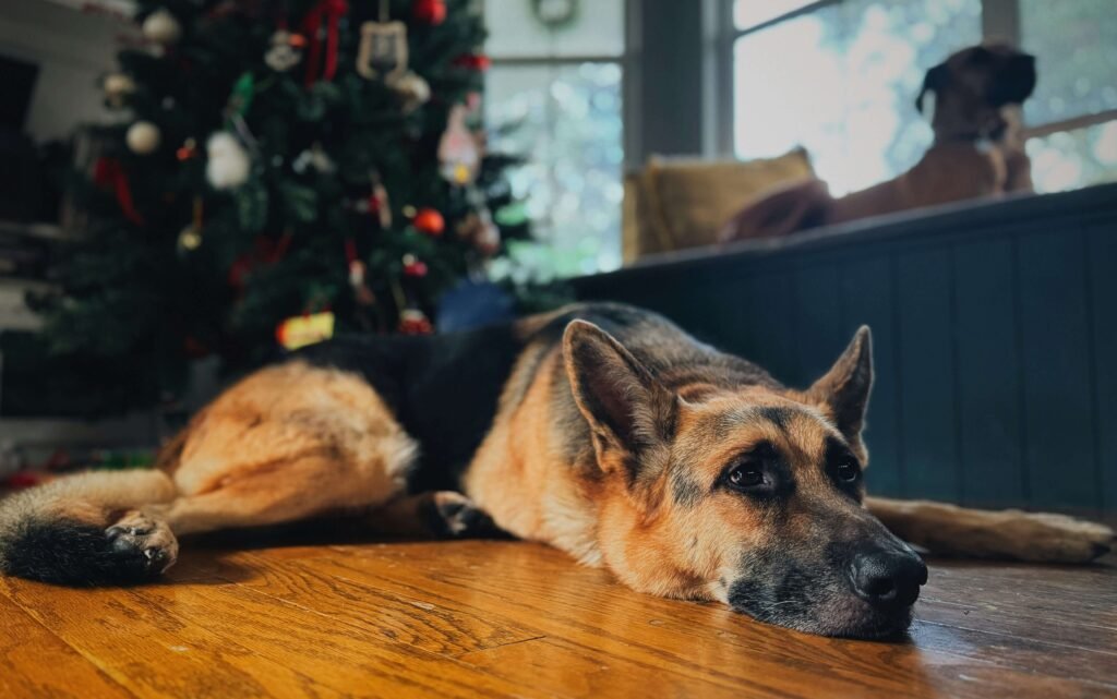 Chew Bones for Puppies: Best 7 Expert Tips!