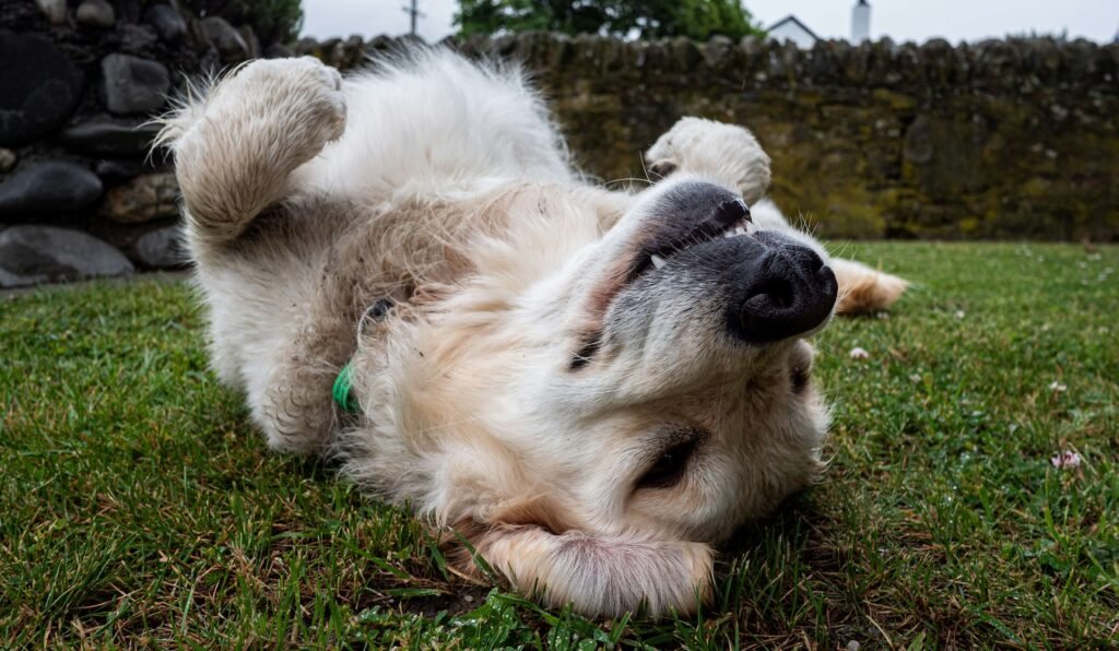 Why Does My Dog Stretch on Me? Best 7 Behavior Tips!