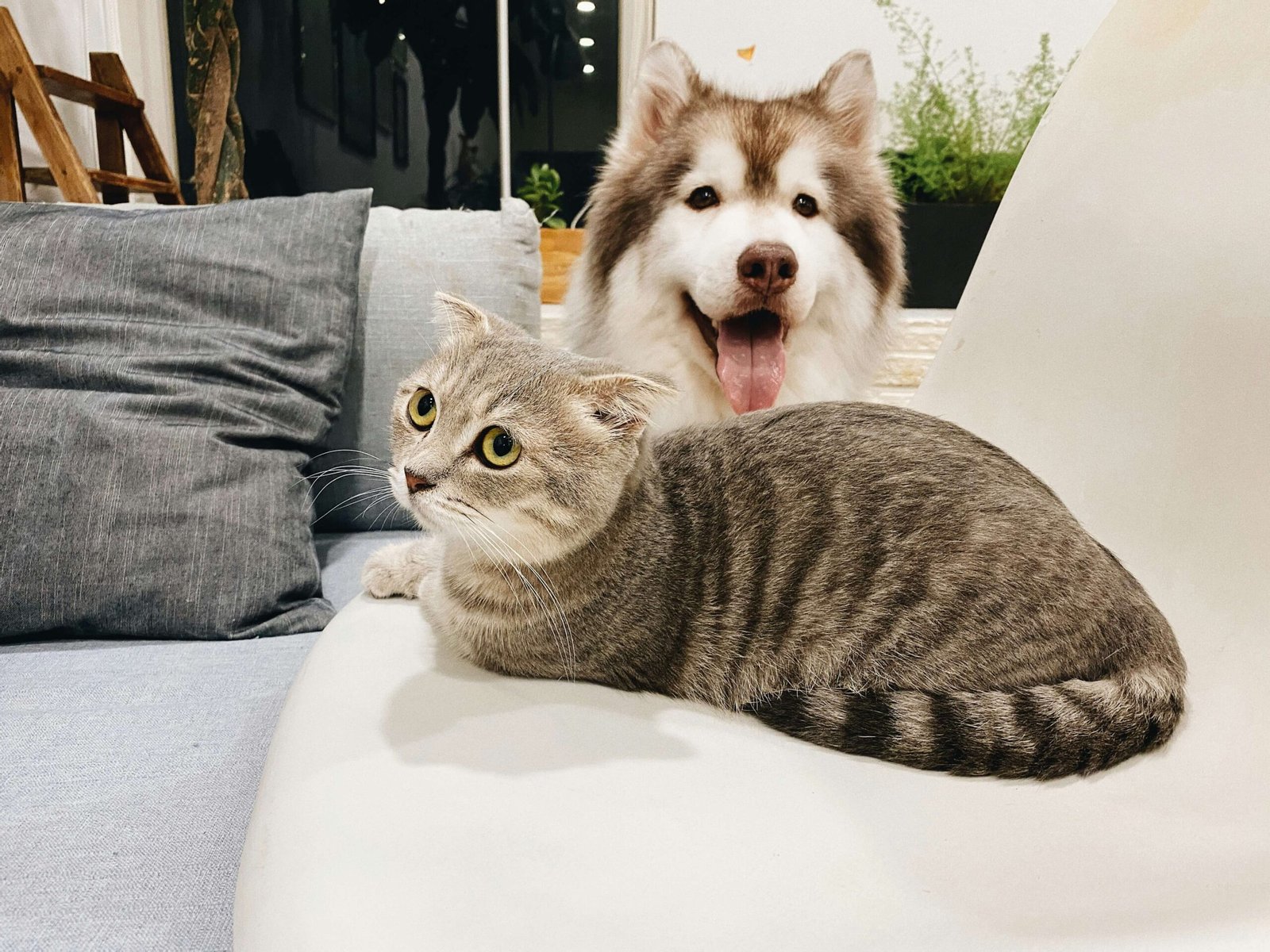 Can a Dog Be Allergic to a Cat? Best 7 Expert Tips!