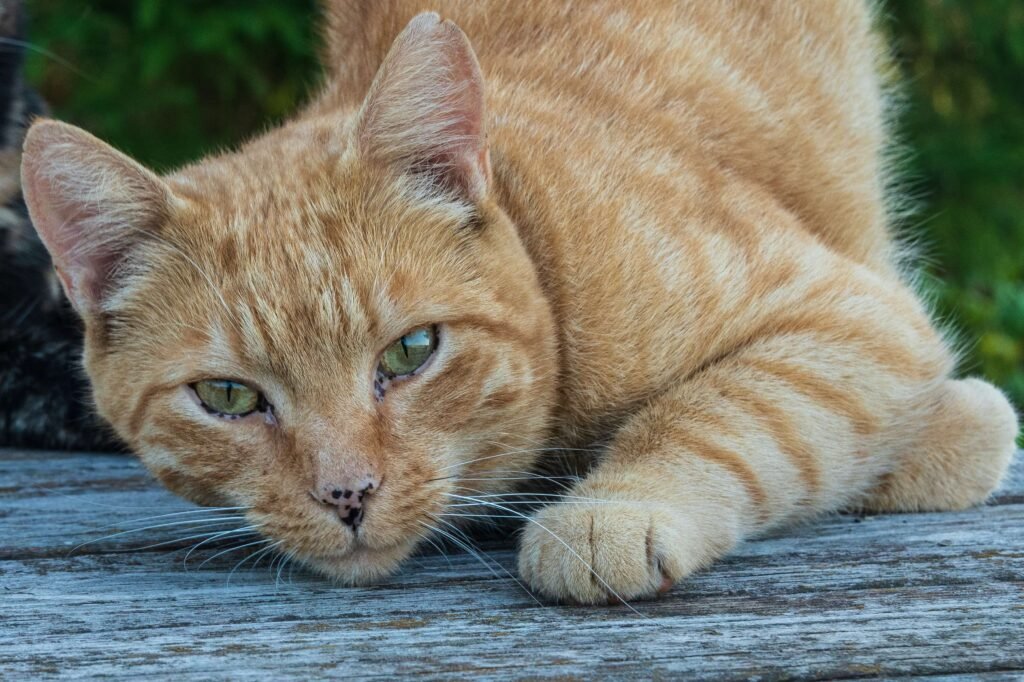 The Unique Charm of Cats Without Tails: Best 7 Tips!