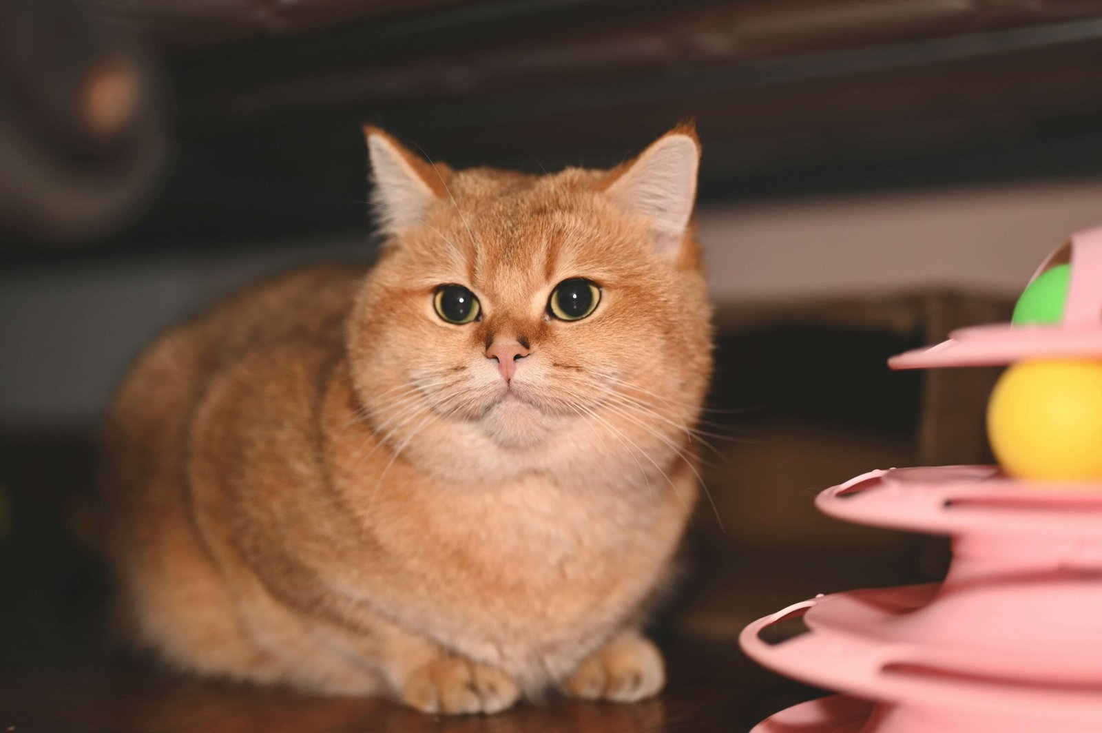 Is Bromeliad Toxic to Cats? Best 7 Health Tips!