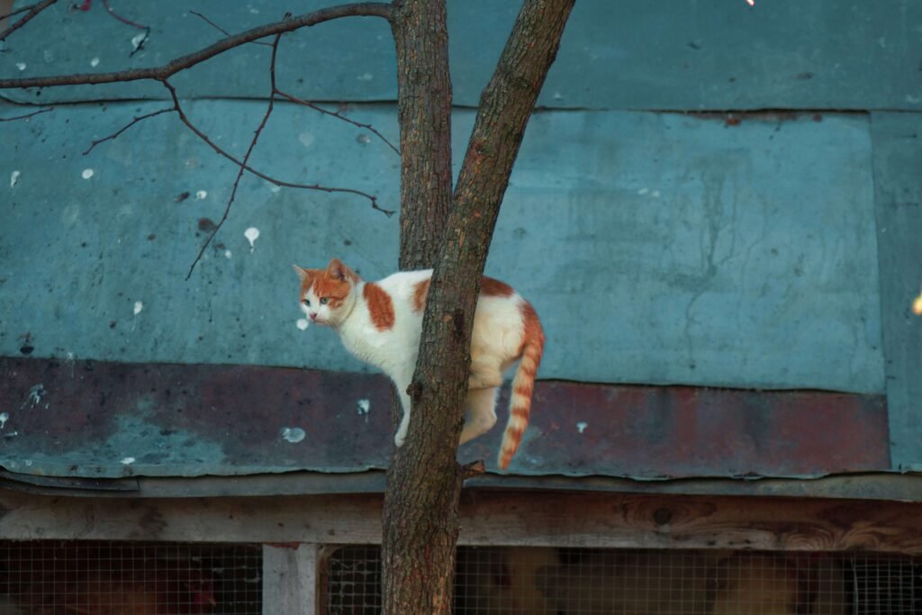 What Do Stray Cats Eat? Best 7 Expert Tips!