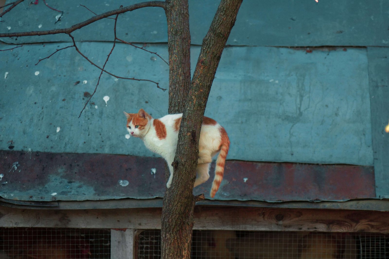 What Do Stray Cats Eat? Best 7 Expert Tips!