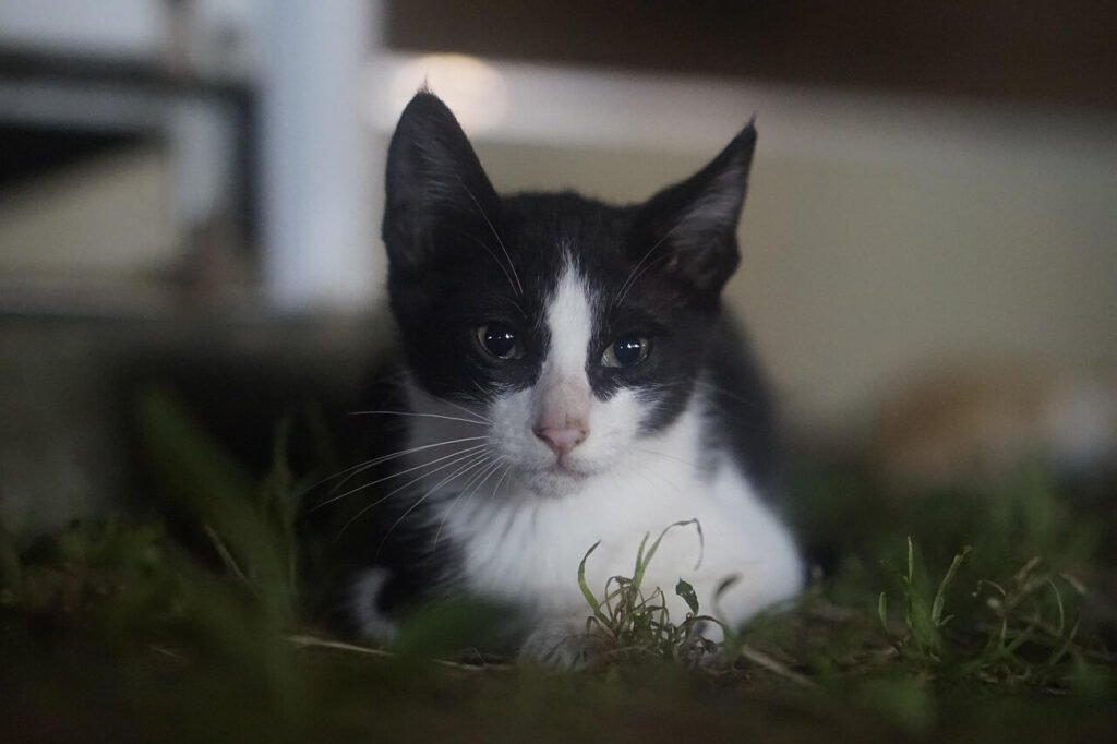 Do Cats Understand English? Best 7 Expert Tips!