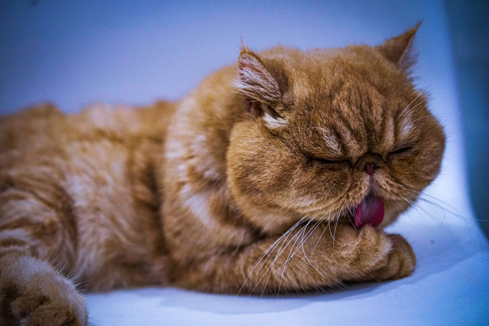 Why Are My Cats Ears Cold? Best 7 Expert Tips!
