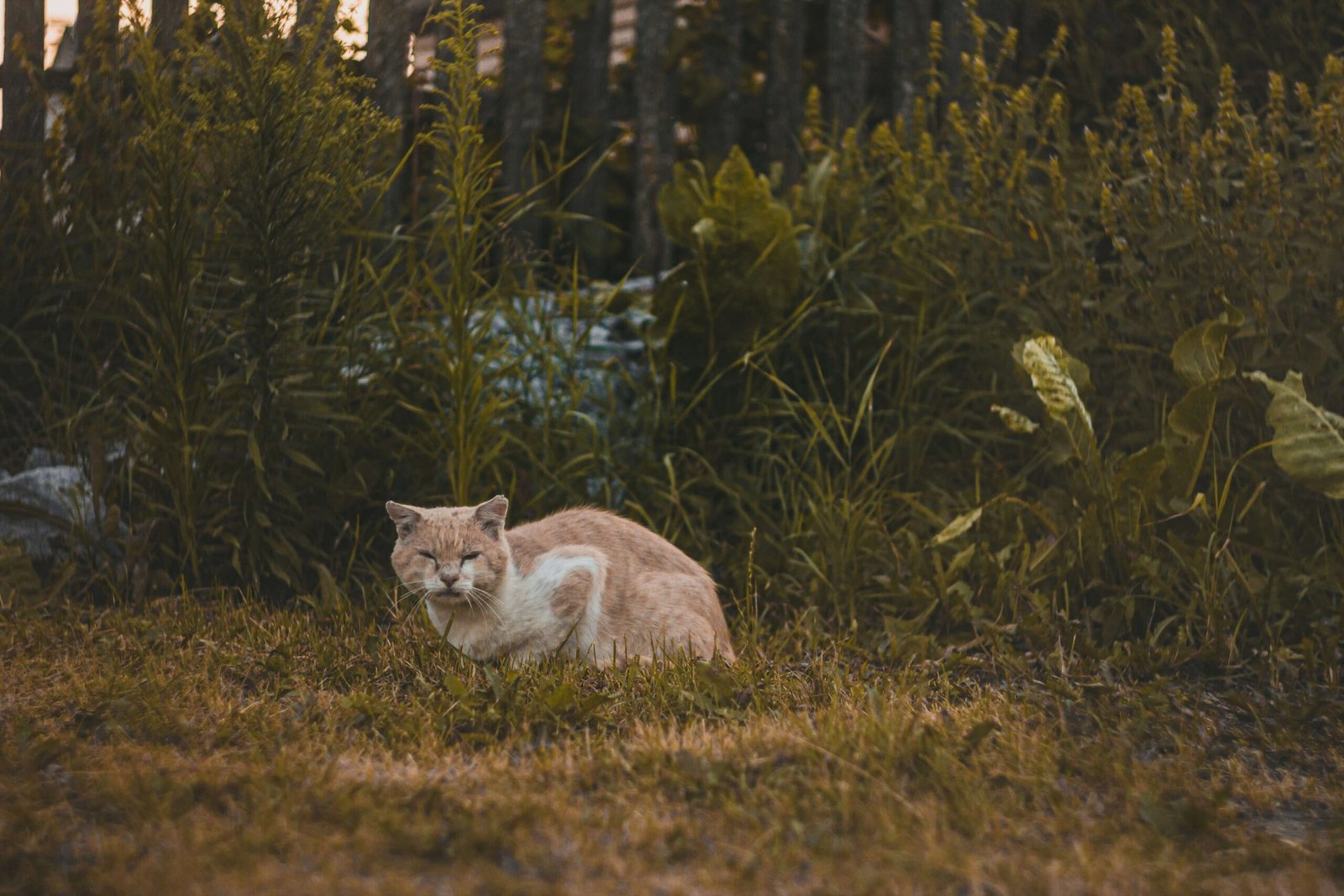 Understanding Cat Abscess Healing Stages: Best 7 Tips!