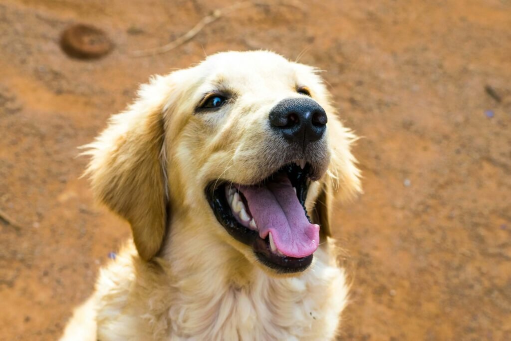 Understanding and Managing Dog Ear Smell: Best 7 Tips!
