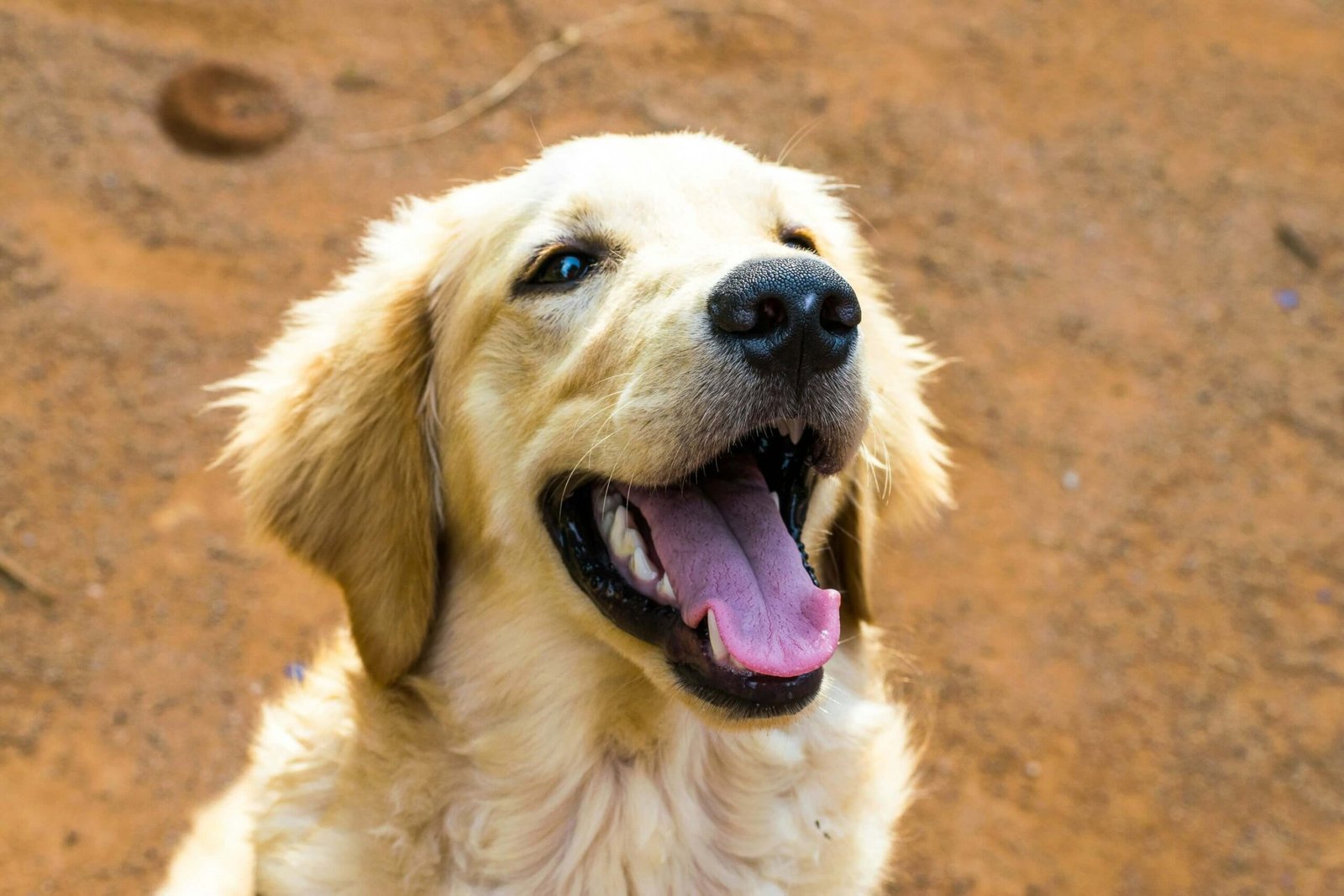 Understanding and Managing Dog Ear Smell: Best 7 Tips!