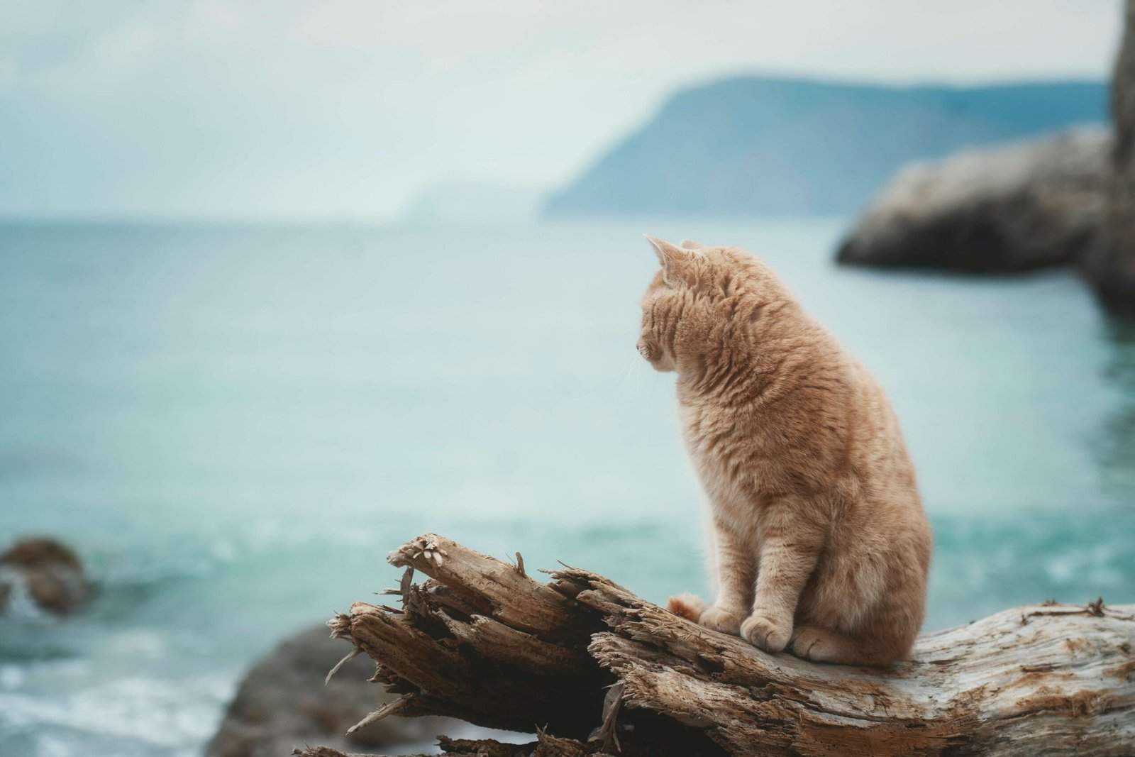 DIY Cat Litter Box: Best 7 Expert Tips!