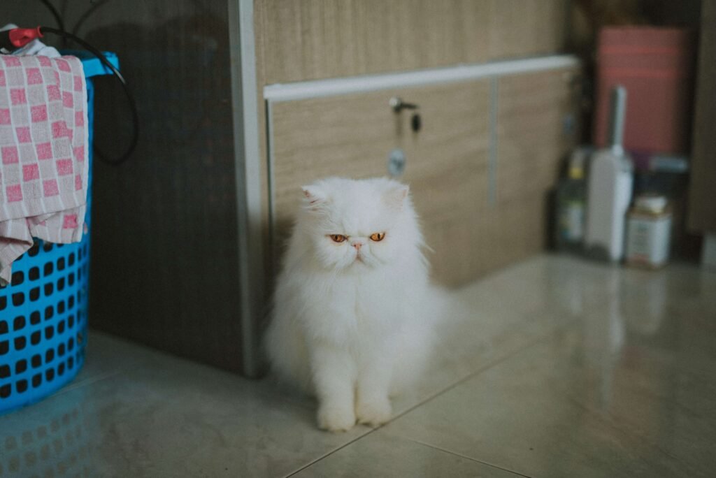 Minuet Cat Lifespan: Best 7 Expert Tips!
