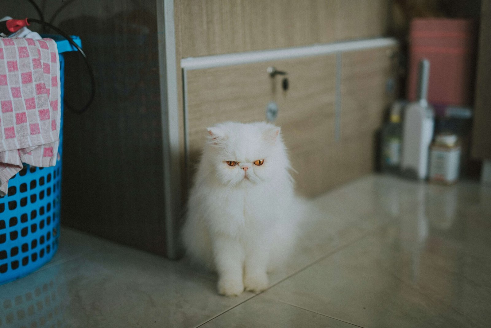 Minuet Cat Lifespan: Best 7 Expert Tips!