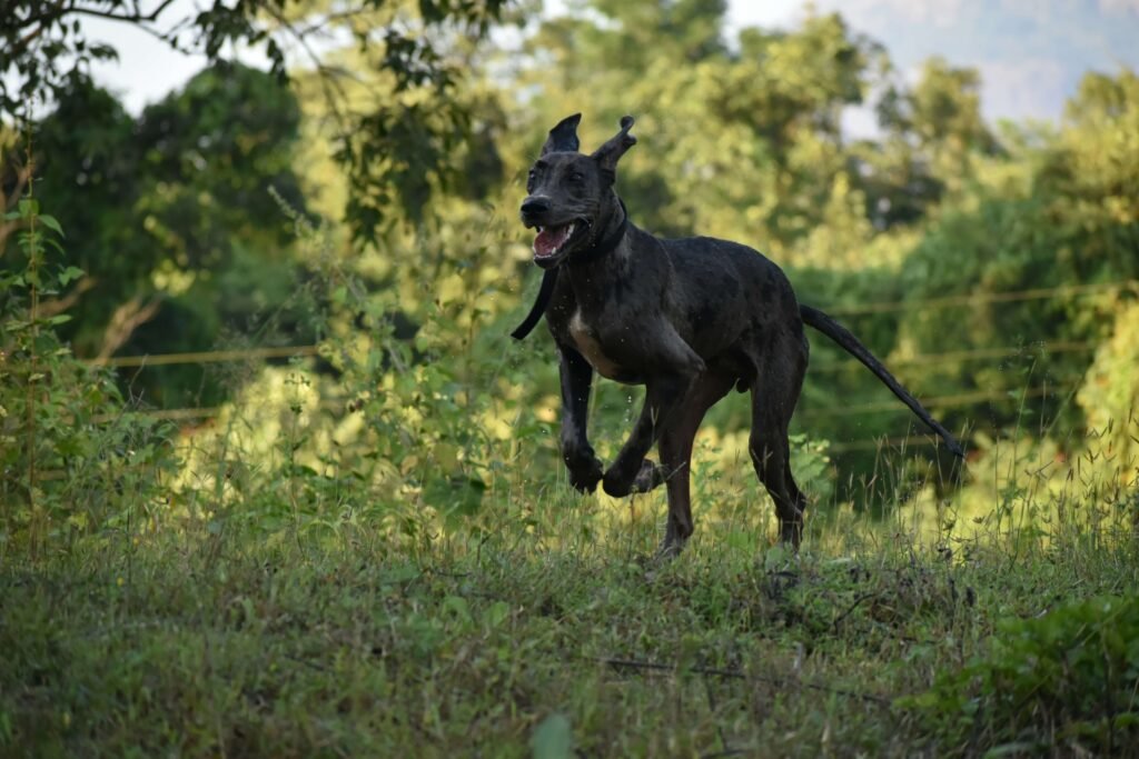 What Dog Has the Shortest Lifespan? Best 7 Expert Tips!