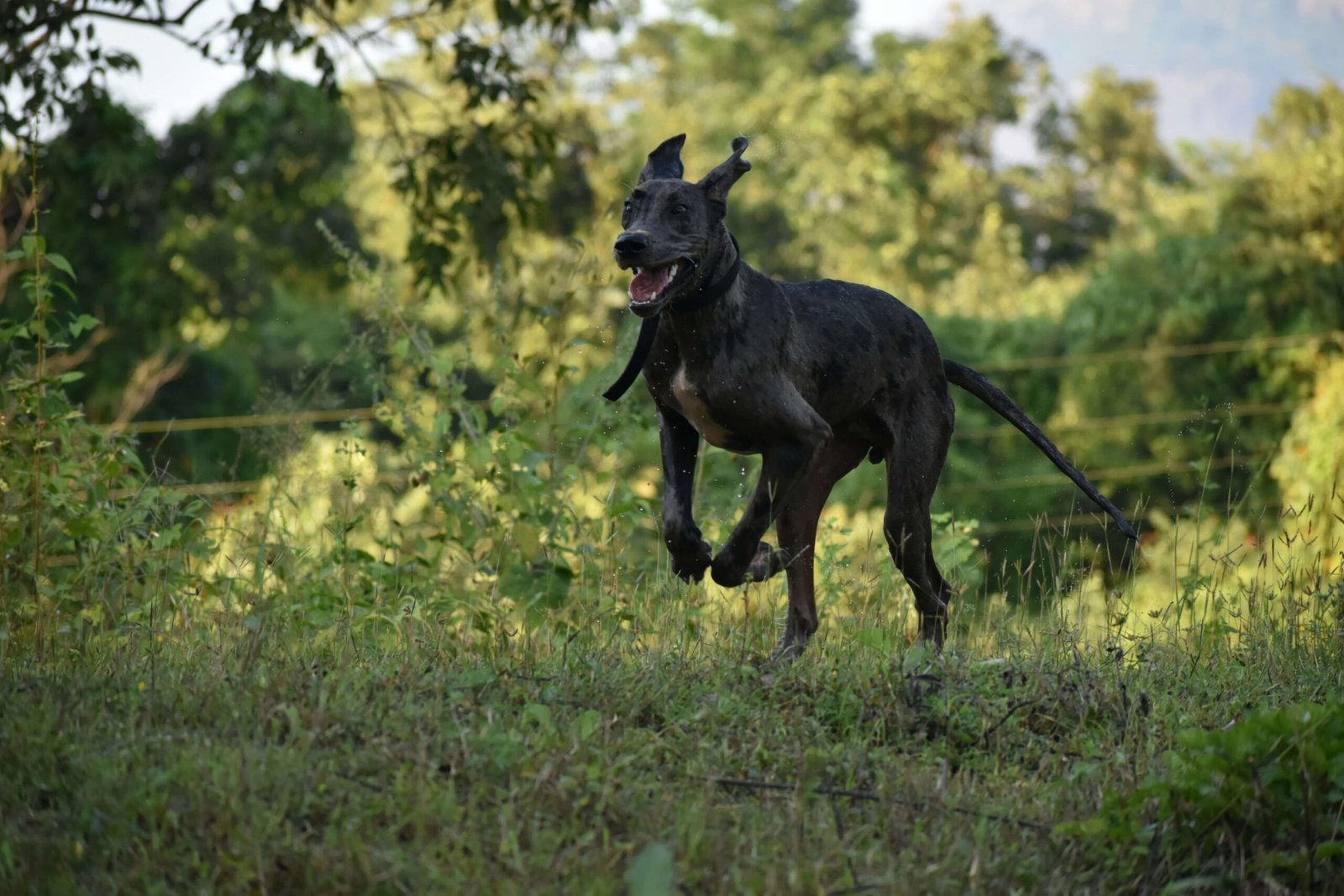 What Dog Has the Shortest Lifespan? Best 7 Expert Tips!