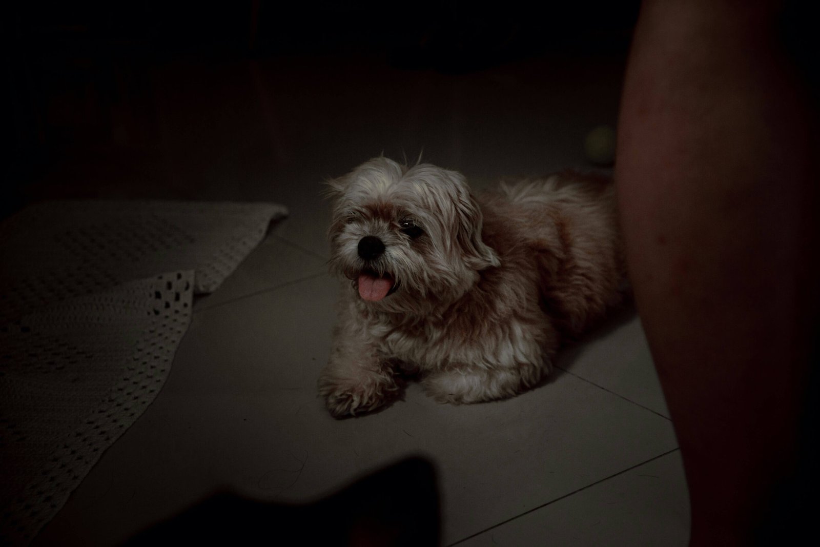 How to Get Dog Throw Up Out of Carpet: Best 7 Expert Tips!