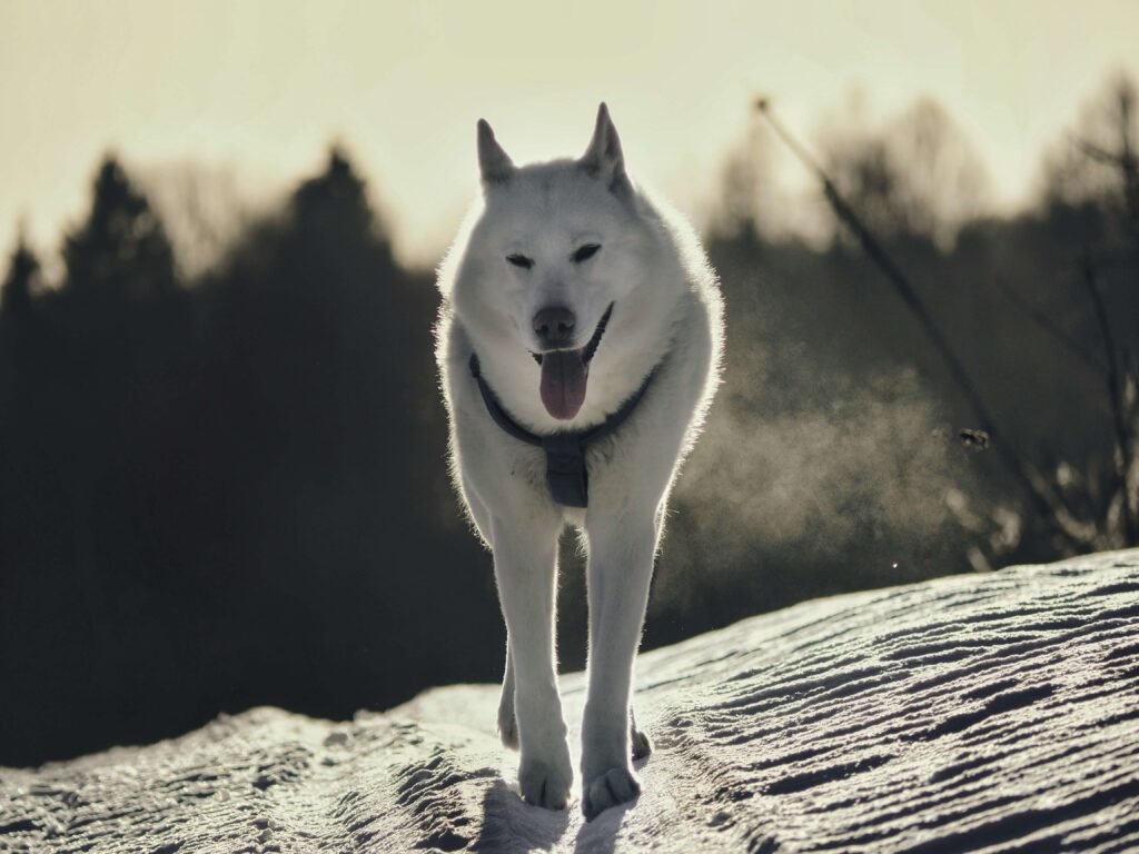 Is Salmon Dog Food Good for Dogs? Best 7 Health Tips!