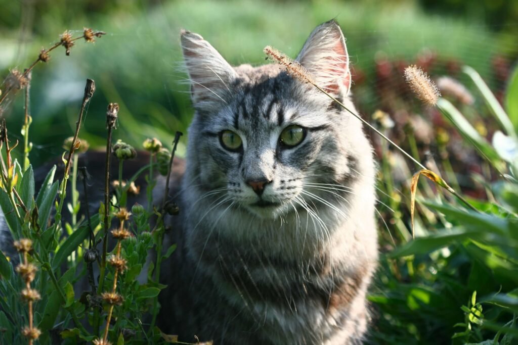 Homemade Cat Food Recipes: Best 7 Expert Tips!