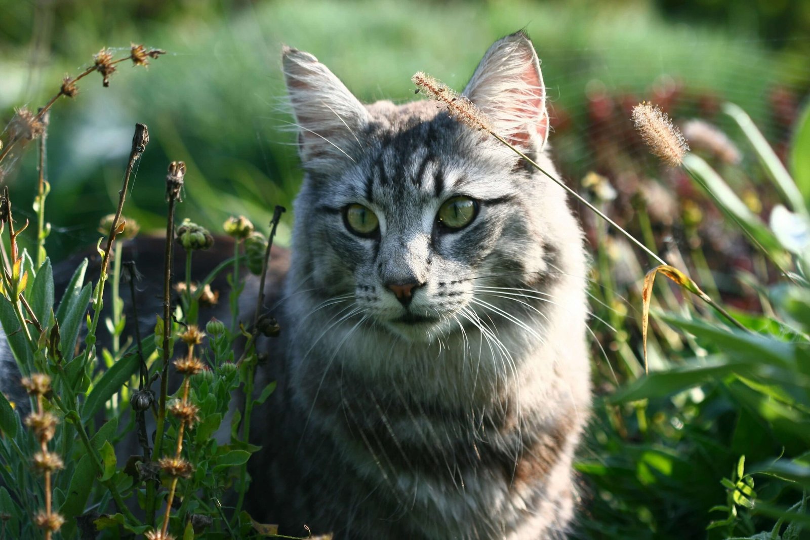 Homemade Cat Food Recipes: Best 7 Expert Tips!