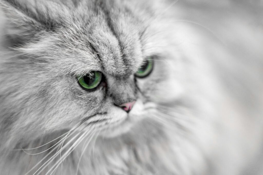 My Cat Ate Chocolate and Is Fine: Best 7 Health Tips!