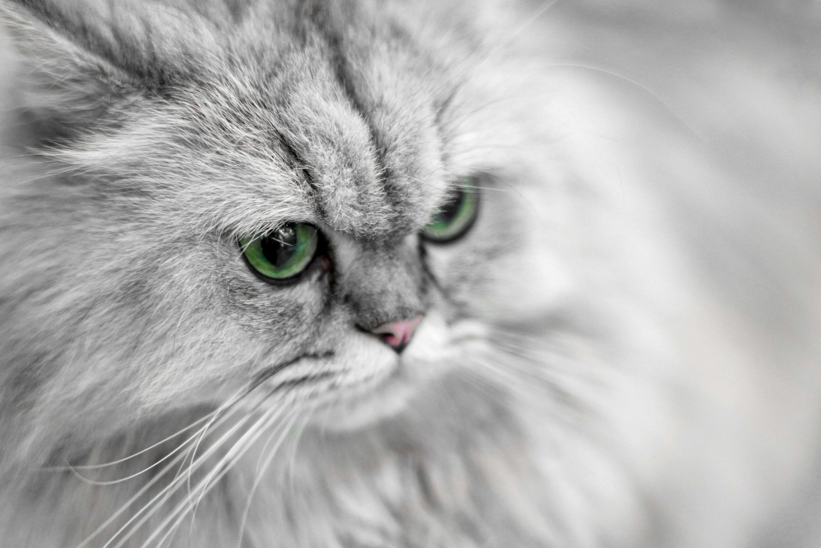 My Cat Ate Chocolate and Is Fine: Best 7 Health Tips!