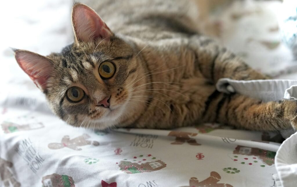 What Is the Best Antibiotic for Cat Bites? Best 7 Expert Tips!