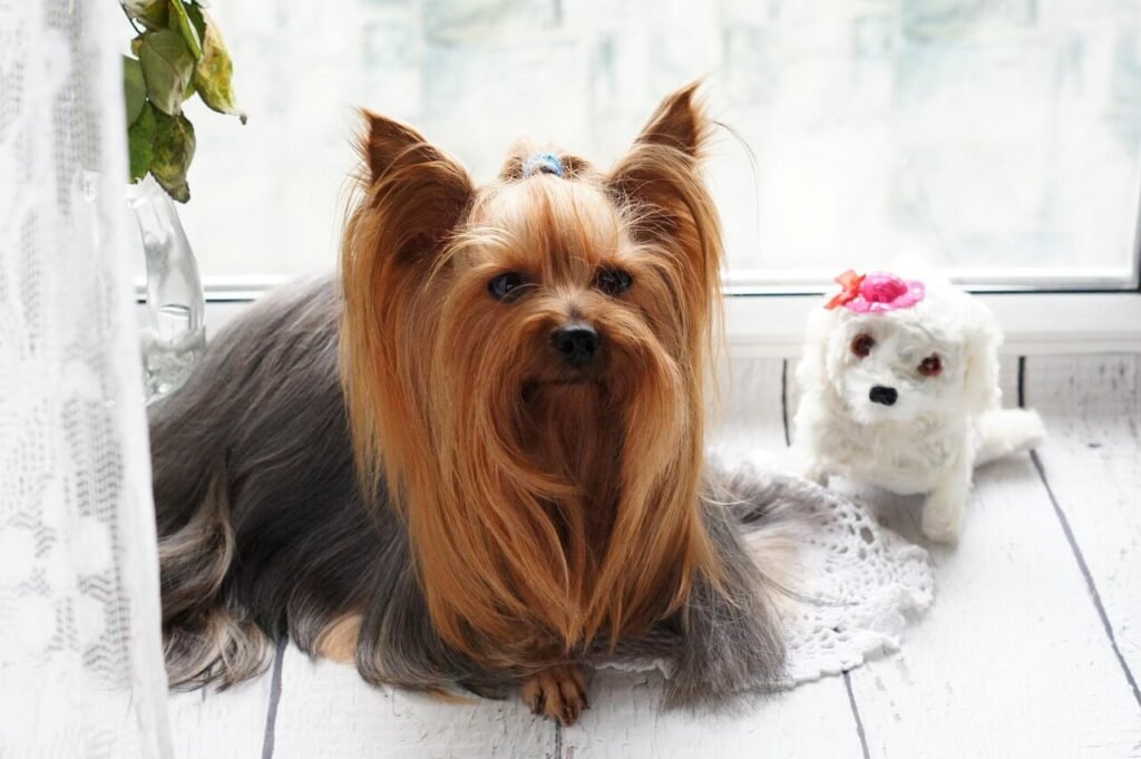 Why Does My Dog Have One Red Eye? Best 7 Health Tips!