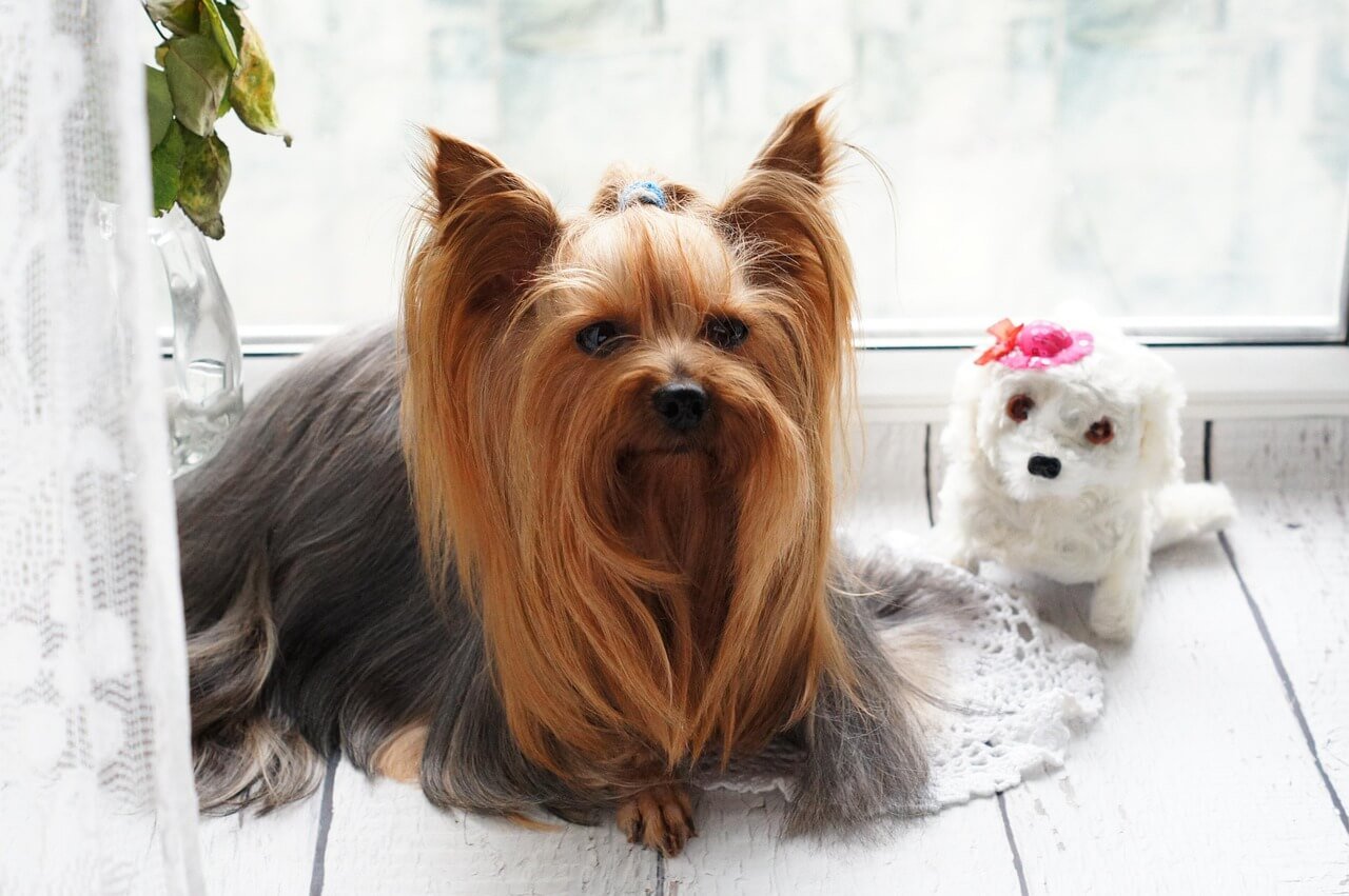 Why Does My Dog Have One Red Eye? Best 7 Health Tips!