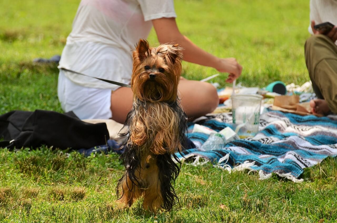 How Much Trazodone to Give a Dog: Best 7 Health Tips!