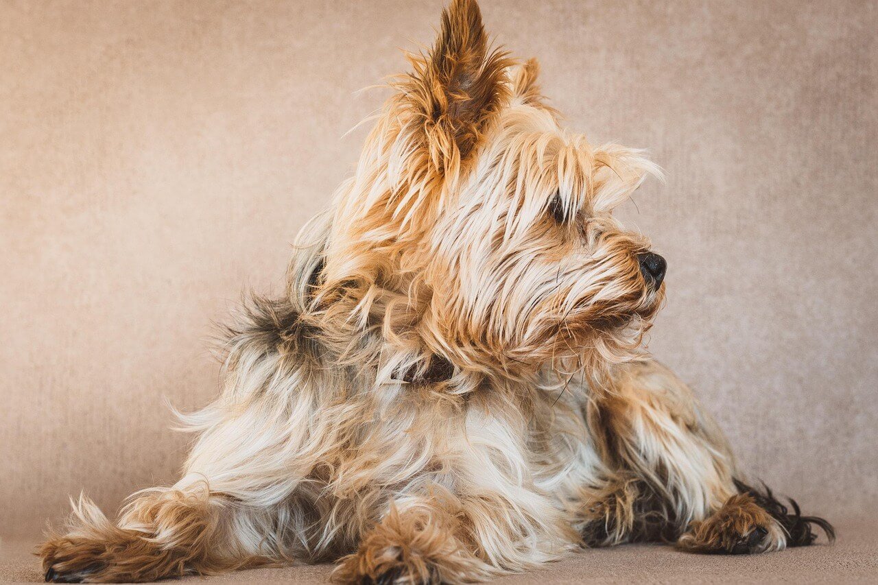 How to Help a Dog with Pneumonia at Home: Best 7 Tips!
