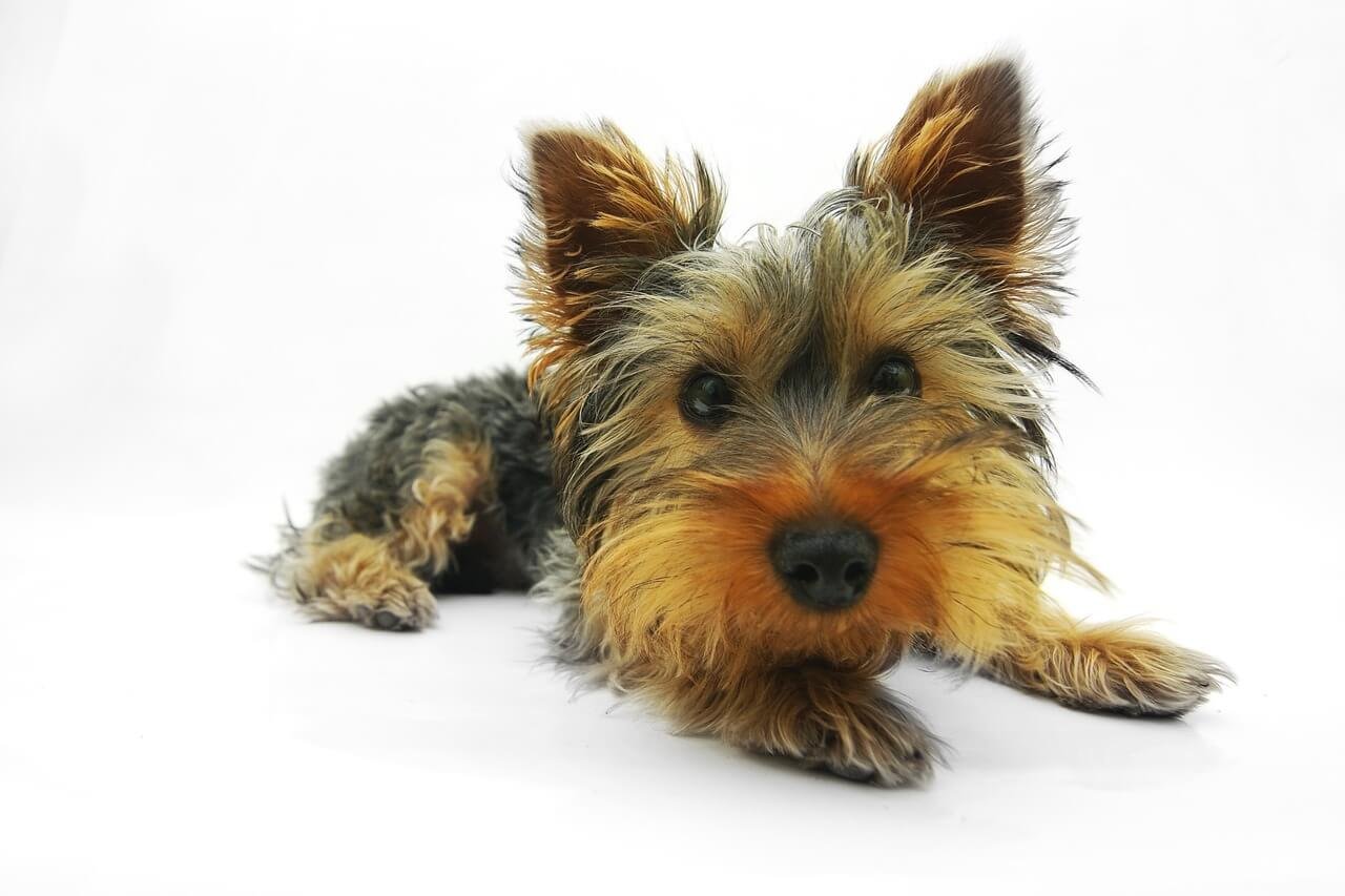 Are Dog Whistles Cruel? Best 7 Expert Tips!