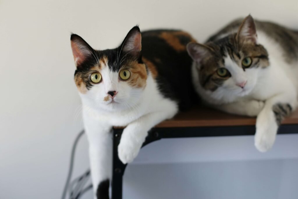 Understanding Umbilical Hernias in Cats: Best 7 Tips!