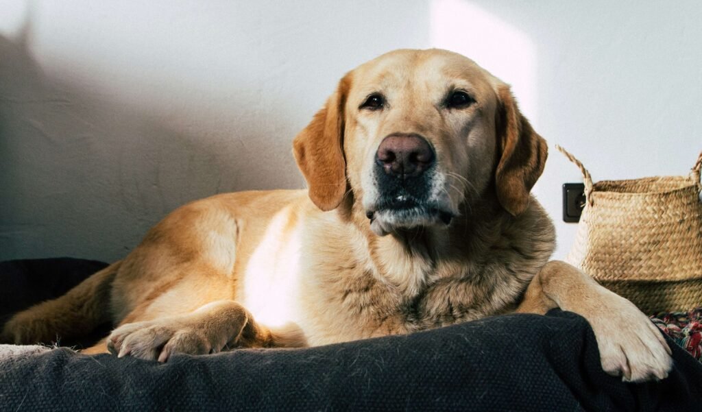 What Color Should Dog Poop Be? Best 7 Expert Tips!